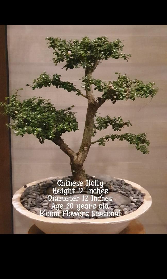 Bonsai Plants Chinese Holly Balete Bogainvillea Furniture Home Living Gardening Plants Seeds On Carousell