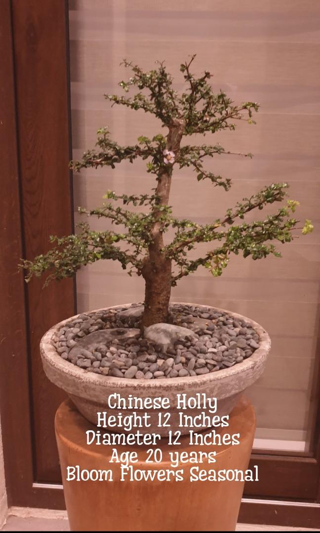 Bonsai Plants Chinese Holly Balete Bogainvillea Furniture Home Living Gardening Plants Seeds On Carousell