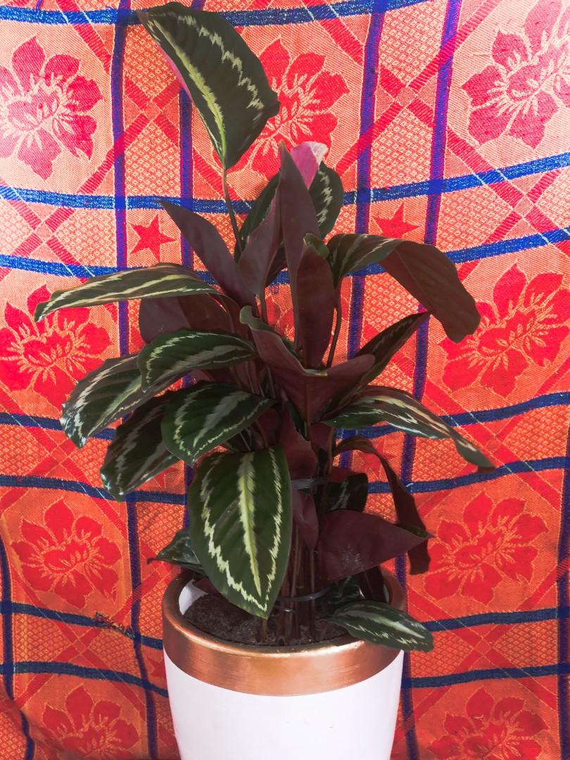 RICH tree!!NEW!1 rhizome Catathea money picturata beauty leaf.for happy life RICH tree!!NEW!1 rhizome Catathea money picturata beauty leaf.for happy life