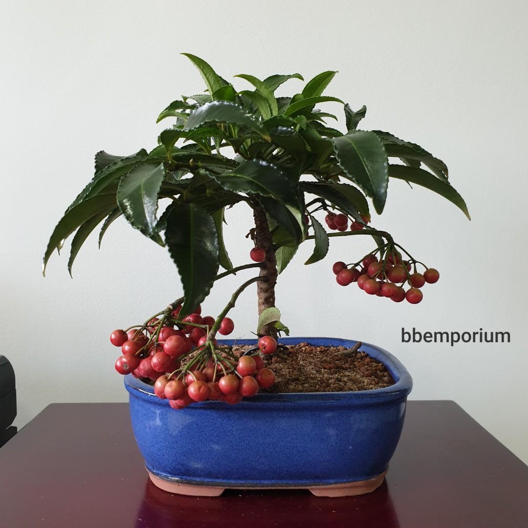 Coral Berry Tree In20 Furniture Home Living Gardening Plants Seeds On Carousell
