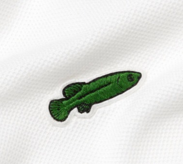lacoste save our species buy online