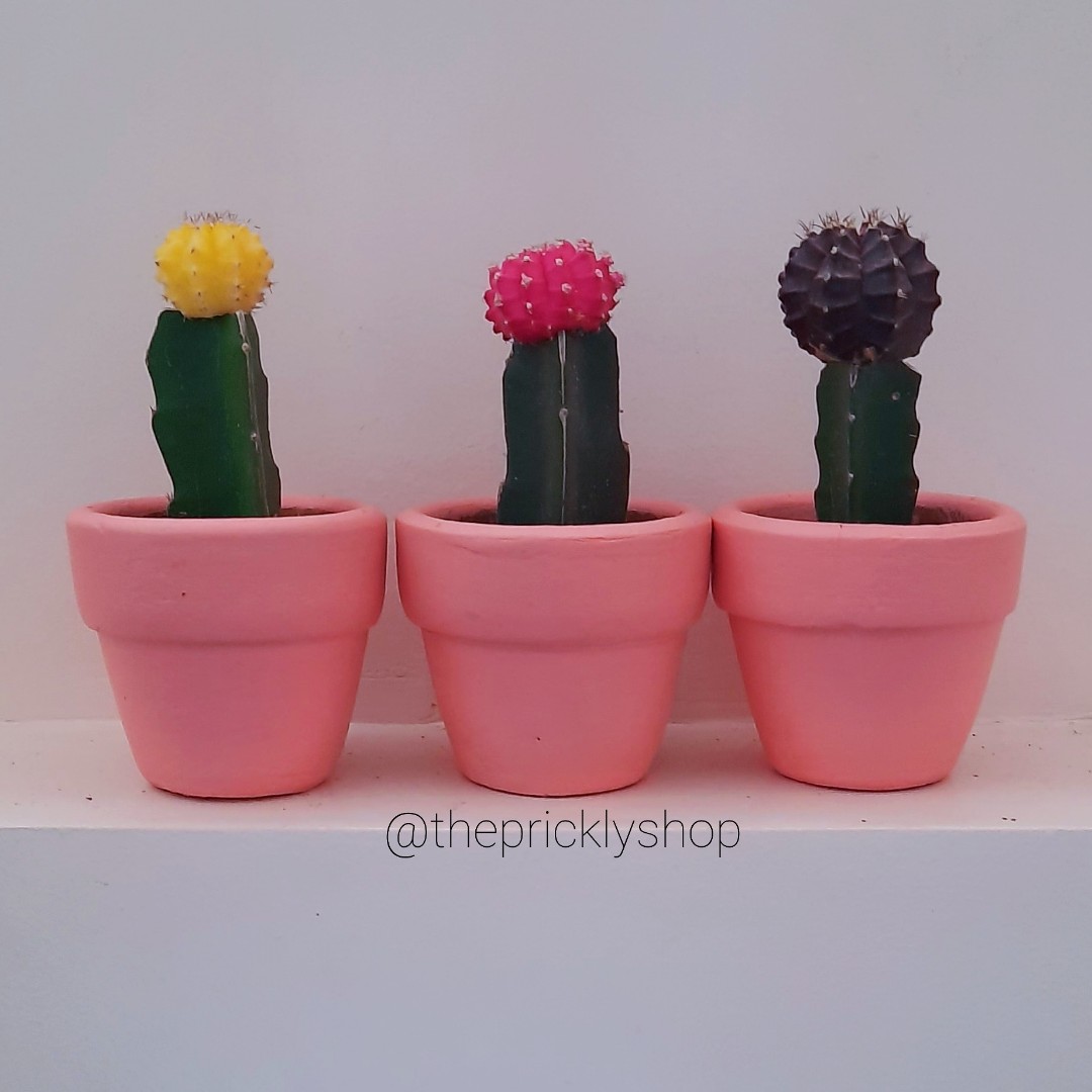 Potted Moon Cactus Pink Plant Gardening Garden Tools Supplies On Carousell