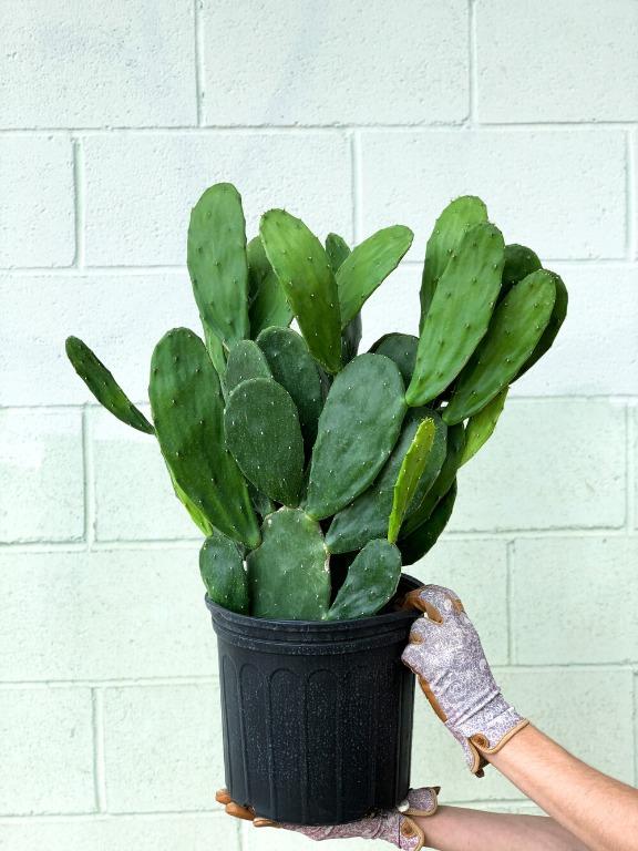 Pokok Cactus Hidup / Bunny ear cactus / Opuntia Microdasys 