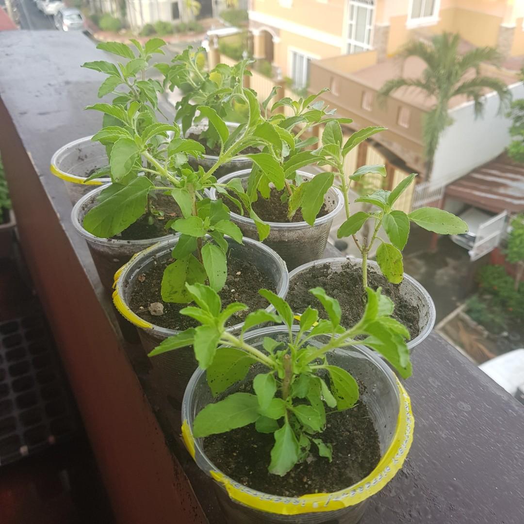 Thai Basil Seedling (Category: Plants & Seeds) located in Manila. Submitted by boringmomnoni (Listing ID 1015597028, Image 1). Description: ❤ Planted in my own terrace garden ❤ I only use eggshells, coffee grounds and banana peels as fertilizers ❤ I grow them in clean recycled cups or plastic bags that used to contain sugar or flour. I am a heavy recycler. We should save the earth in whatever way we can. 🌱 pick up/self collect in congressional q