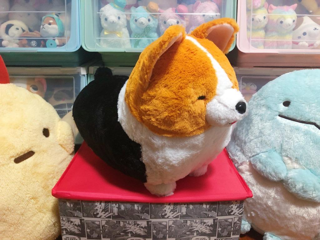 ichini corgi