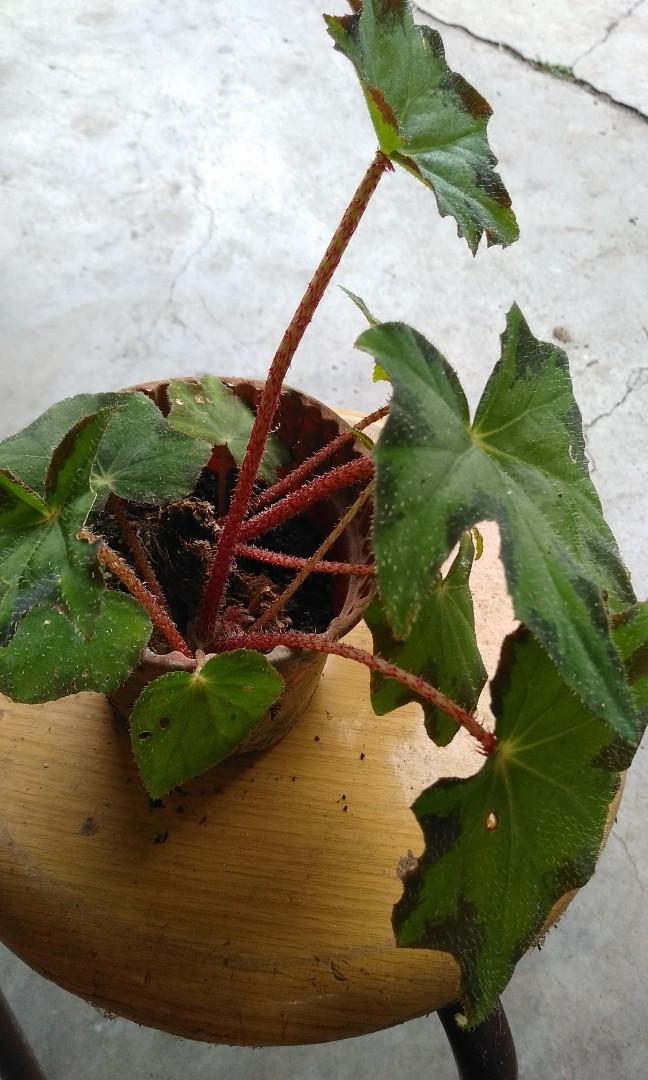 Begonia Heracleifolia, Furniture & Home Living, Gardening, Plants & Seeds  on Carousell