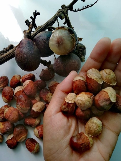 Biji Benih Buah Kristal Laici Brazil Home Furniture Gardening On Carousell