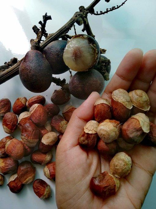 Biji Benih Buah Kristal Laici Brazil Home Furniture Gardening On Carousell