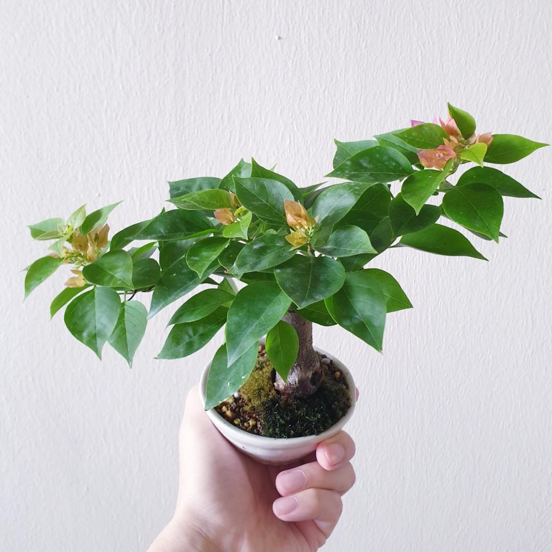 Bonsai Plant Sold Bougainvillea 八房九重葛 Jcg01 Furniture Home Living Gardening Plants Seeds On Carousell