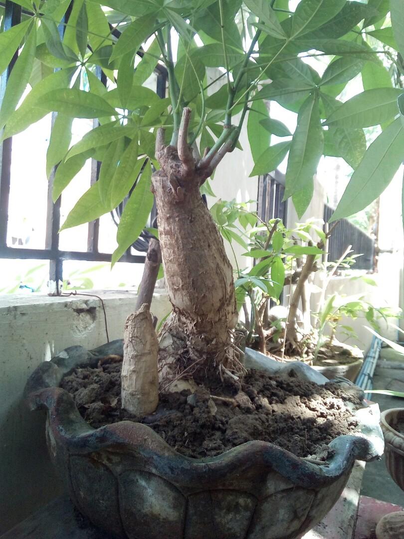 Bonsai Money Tree Gardening Flowers Plants On Carousell
