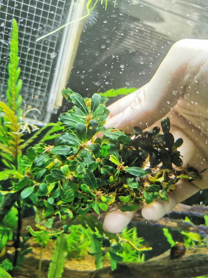 Bucephelandra Clump Pet Supplies For Fish Fish Tank Accessories On Carousell