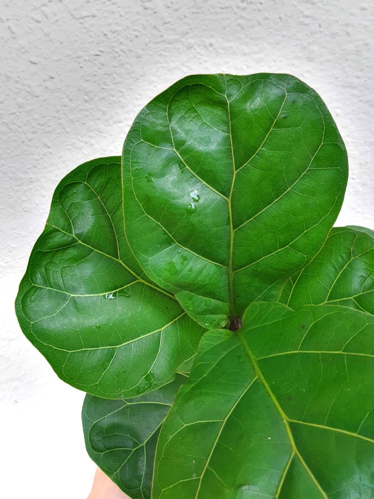 Ficus Pandurata, Furniture & Home Living, Gardening, Plants & Seeds on