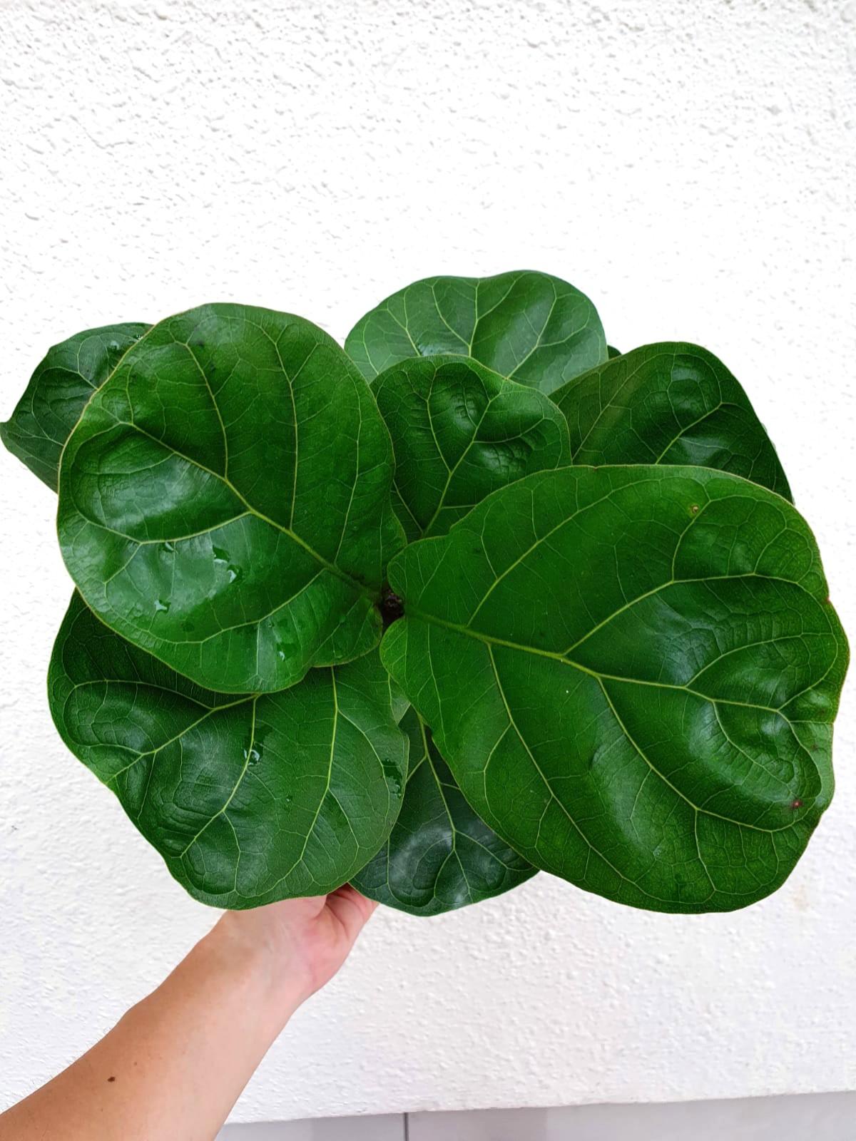 Ficus Pandurata, Furniture & Home Living, Gardening, Plants & Seeds on
