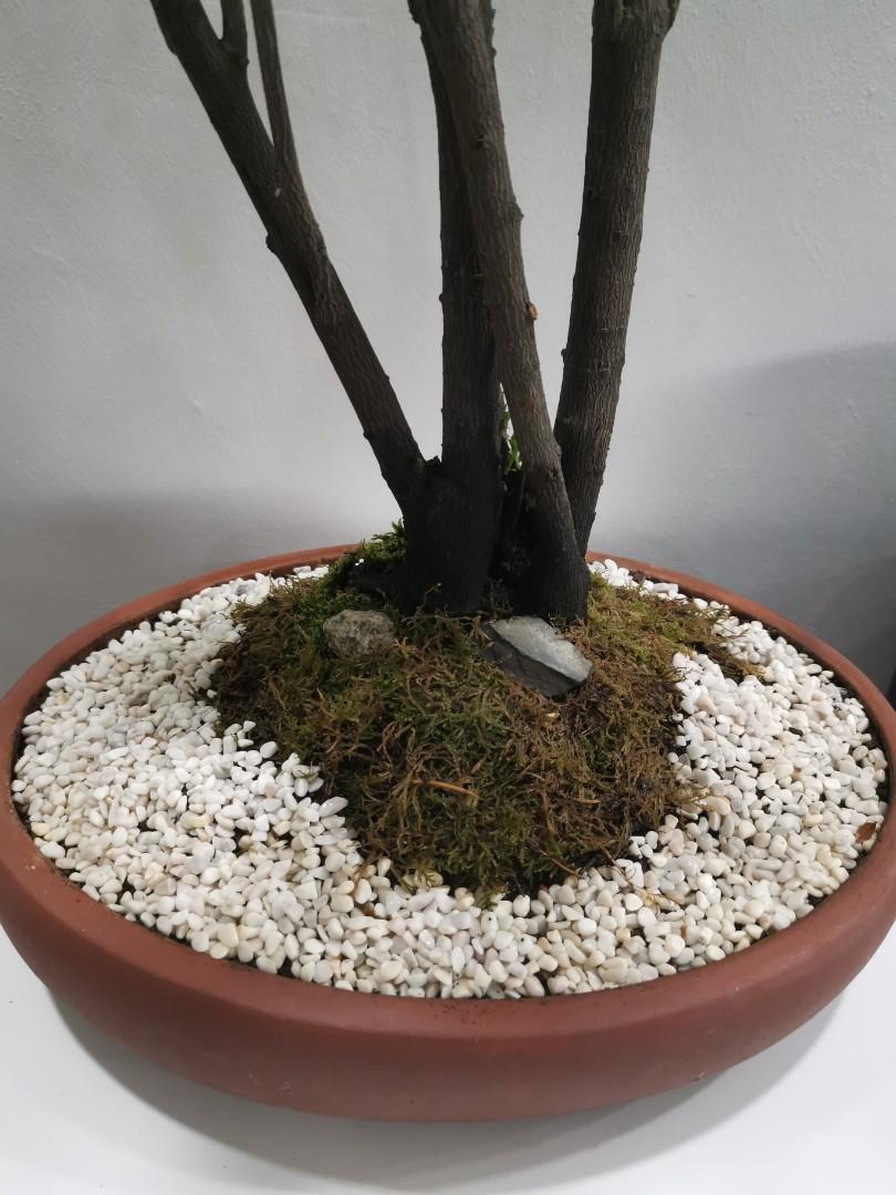 Sandalwood bonsai (updated 23/9/20), Gardening, Plants on Carousell