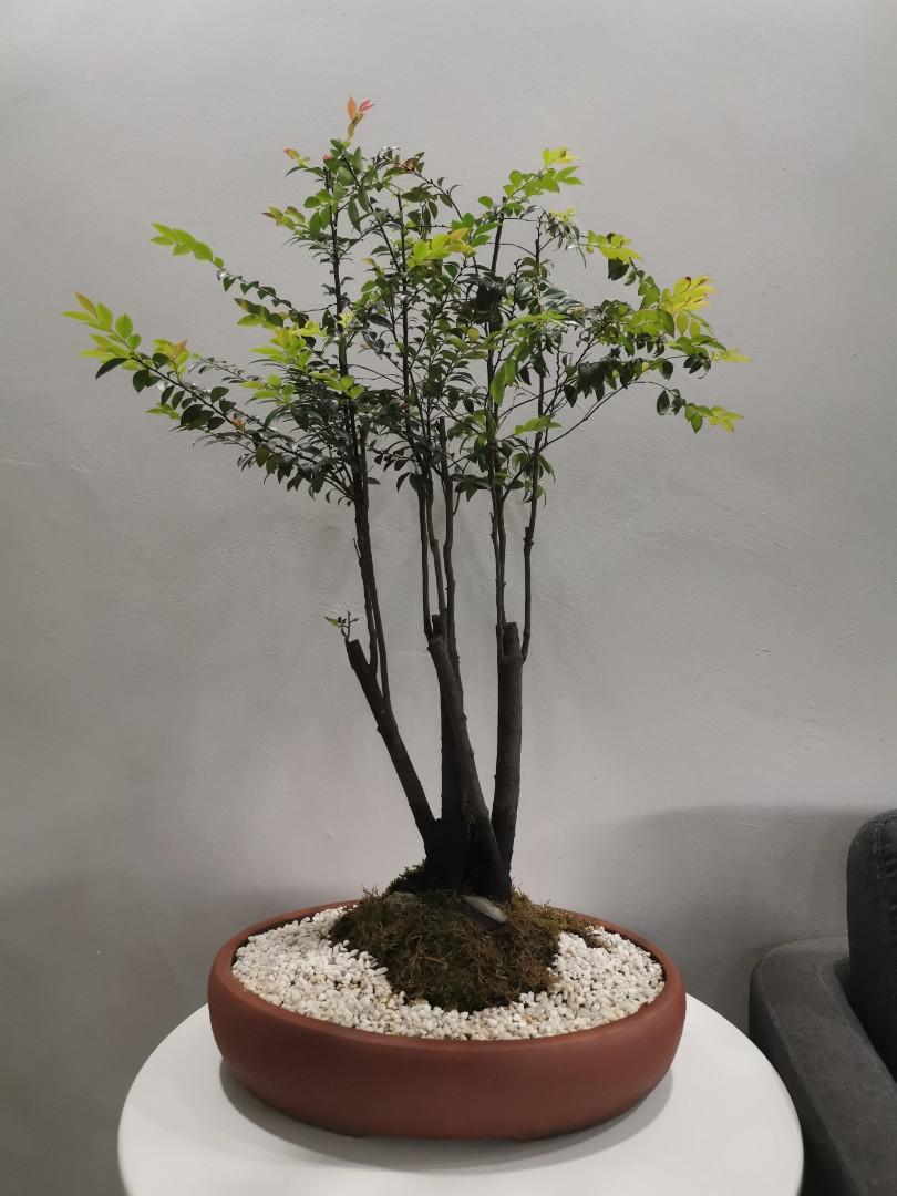Sandalwood bonsai (updated 23/9/20), Gardening, Plants on Carousell