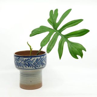(Category: ) located in . Submitted by pnp_plantae (Listing ID 1019363004, Image 1). Description: .