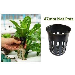 Hydroponic Plant Gardening Carousell Malaysia