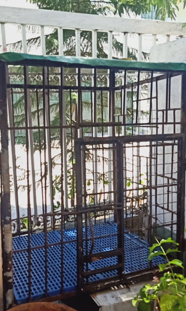 Dog cage heavy duty, Pet Supplies, Homes & Other Pet Accessories on