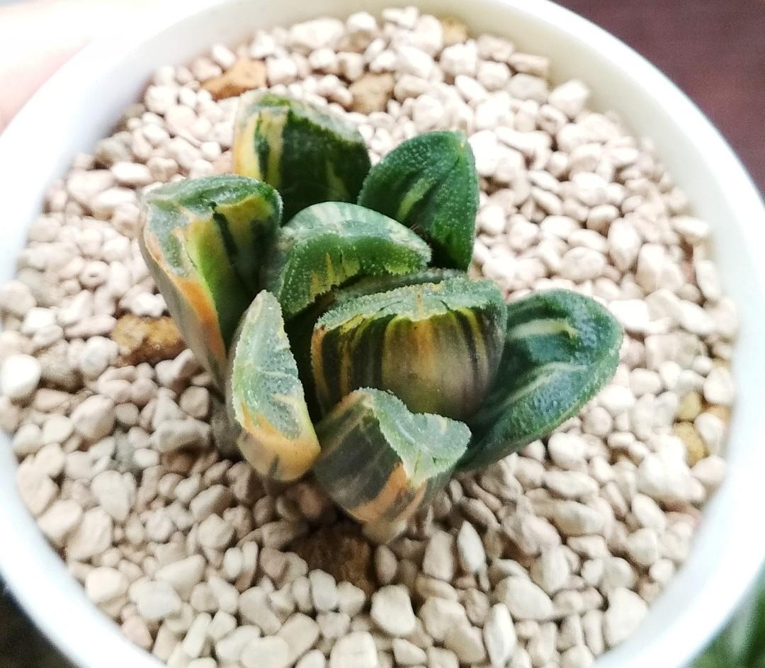 Haworthia Truncata hybrid 'Seiko Nishiki' variegated 7cm pot, Furniture &  Home Living, Gardening, Plants & Seeds on Carousell