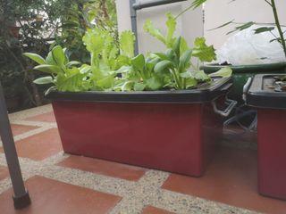 Hydroponic Plant Gardening Carousell Malaysia