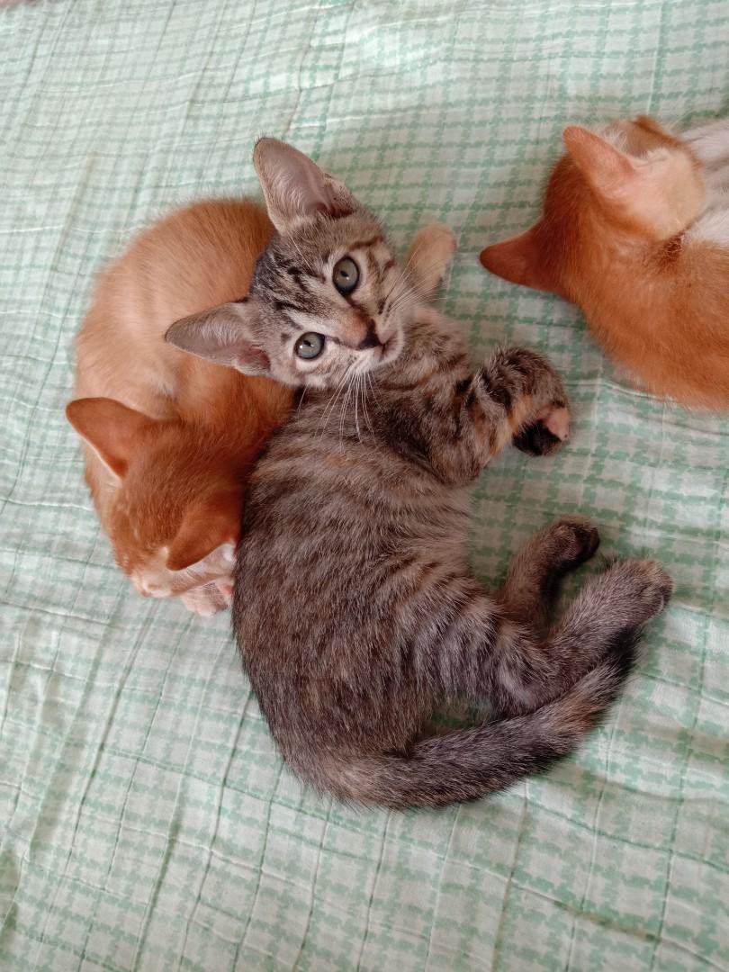 Kucing Untuk Dilepaskan Pet Supplies Pet Accessories On Carousell