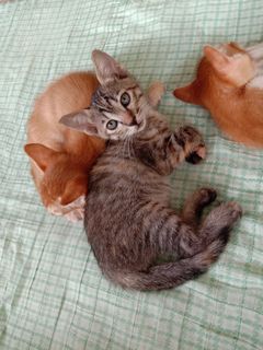 (Category: ) located in . Submitted by by.zz (Listing ID 1019342106, Image 1). Description: .