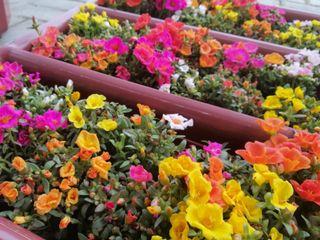 Portulacas - 12 bags with Pot
