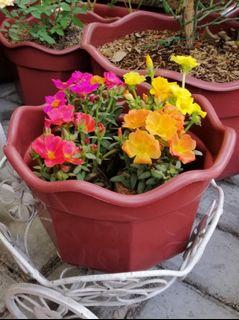 Portulacas - 4 bags with pot