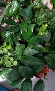 (Category: ) located in . Submitted by aedecoplant (Listing ID 1019530097, Image 1). Description: .