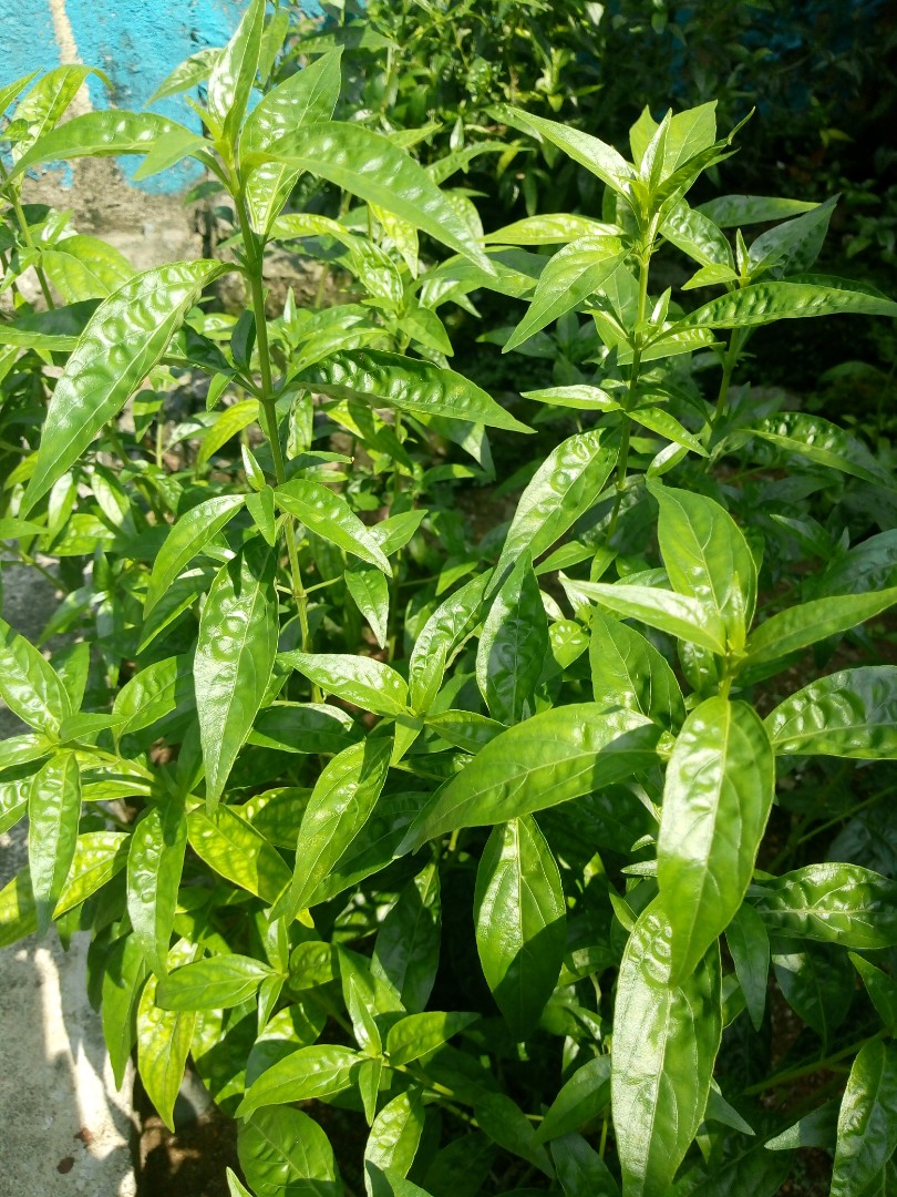 serpentina (rauwolfia serpentina) plant, furniture & home living