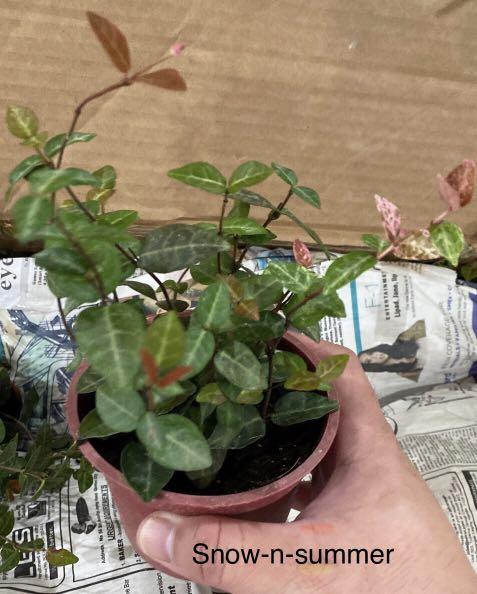 Snow N Summer Asiatic Jasmine Plant Pasig Gardening Flowers Plants On Carousell
