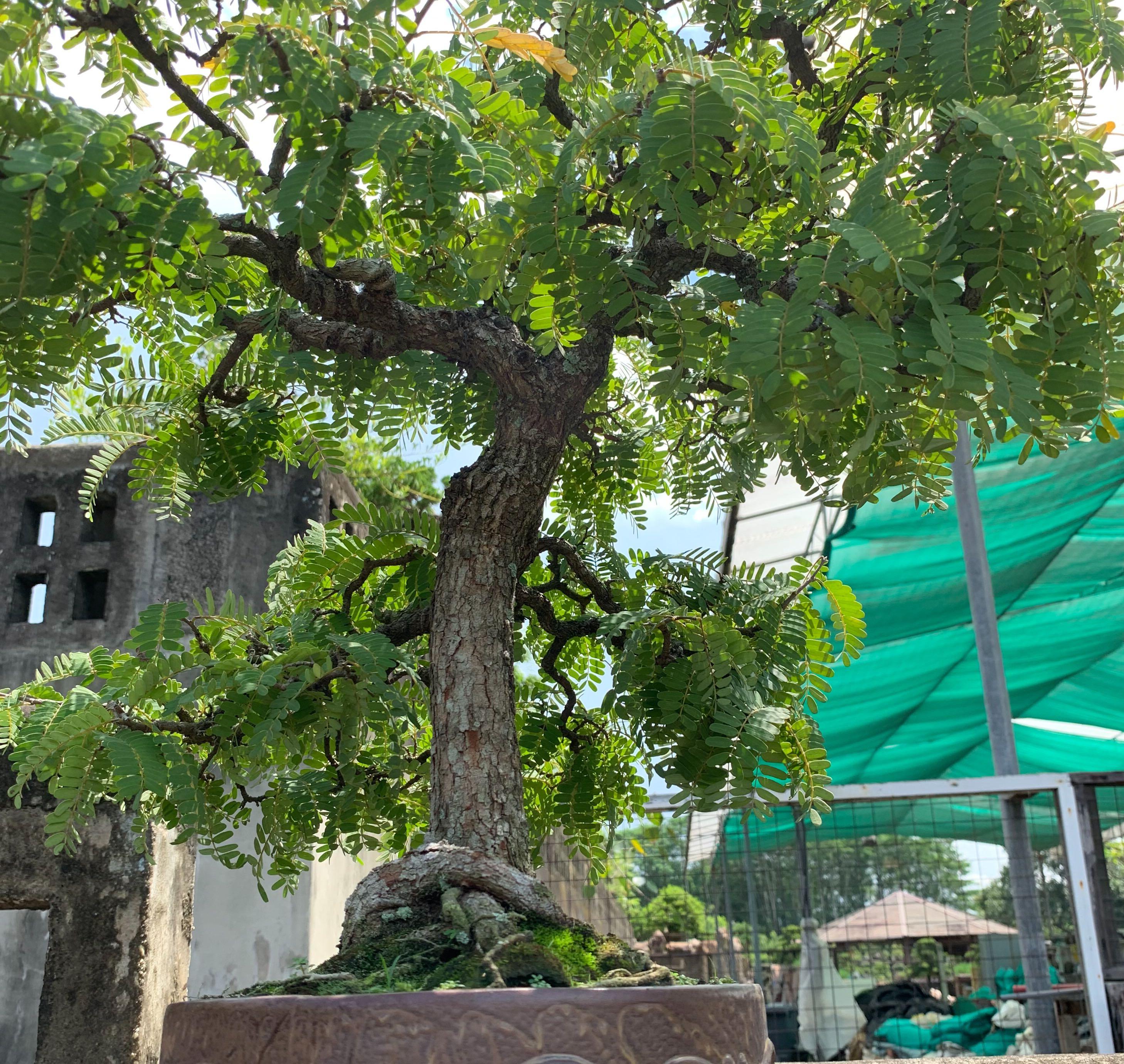 Tamarindus Indica Bonsai Gardening Plants On Carousell Tamarindus Indica Bonsai Gardening Plants On Carousell
