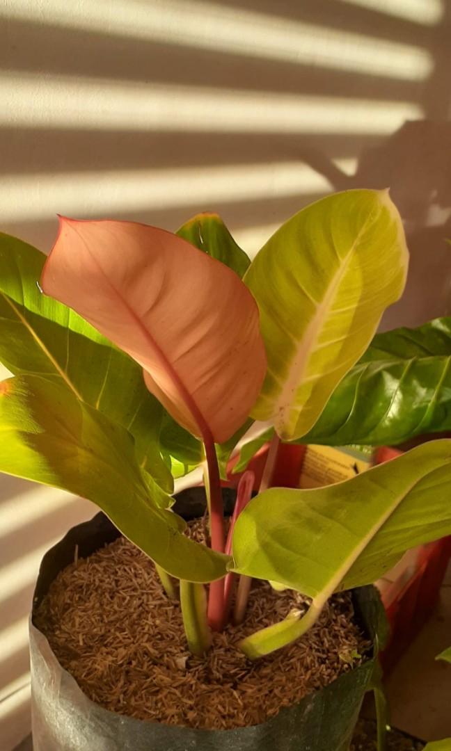 Tri Color Indoor Plant Gardening Flowers Plants On Carousell