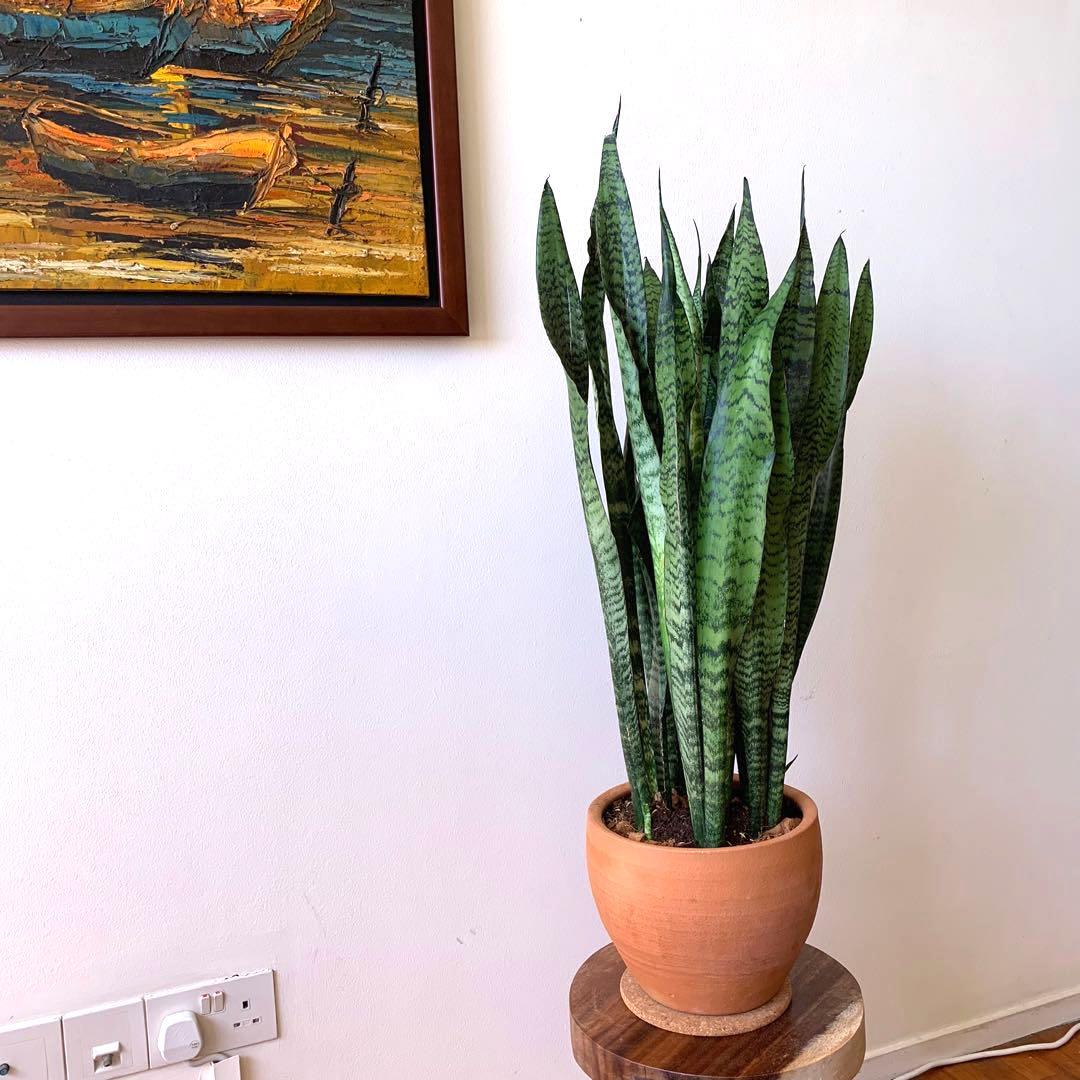 3ft Green Snake Plant in a beautiful round terracotta pot ...