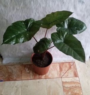 (Category: ) located in . Submitted by etzchusera (Listing ID 1025133495, Image 1). Description: .