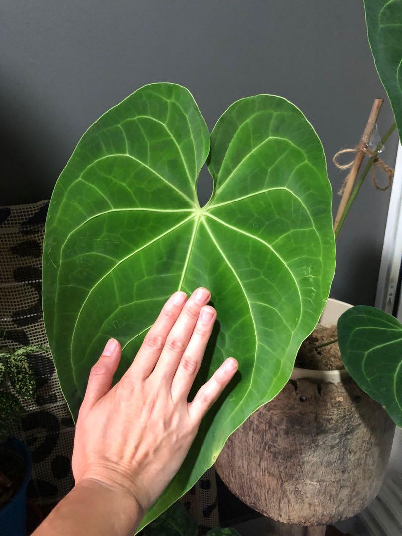 Anthurium Magnificum hybrid - large size!, Gardening, Plants on Carousell