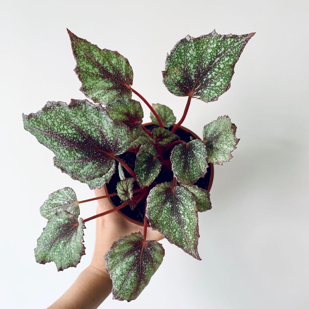 Begonia Rex Hybrid Furniture Home Living Gardening Plants Seeds On Carousell