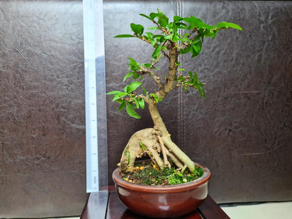 Bonsai Water Jasmine Shuimei 水梅盆栽 Gardening Plants On Carousell
