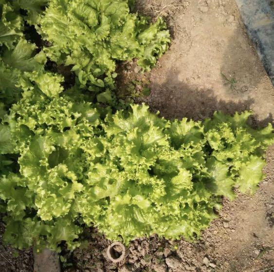 Early Maturity Fast Lettuce Vegetable Seeds, Furniture & Home Living