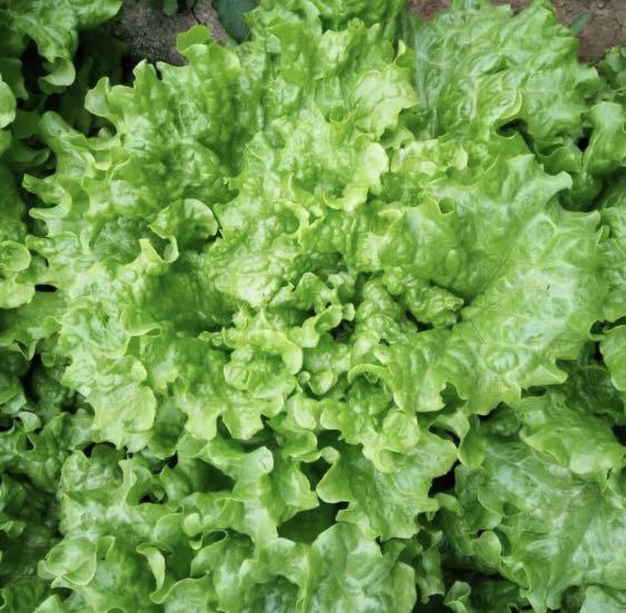 Early Maturity Fast Lettuce Vegetable Seeds, Furniture & Home Living