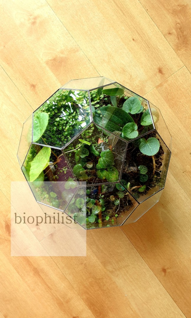 Eden Glass Dome Terrarium set with plants), Furniture & Home