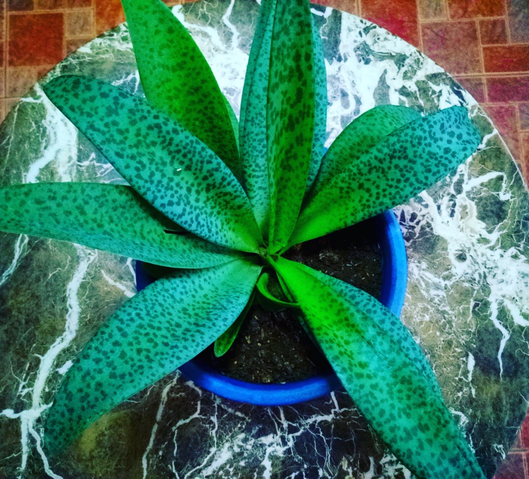 Forever 2025 rich plant
