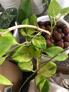 （分類：）位於 。 由 bluelaine 提交（商品編號 1025187959，圖片 1）。簡介： 。