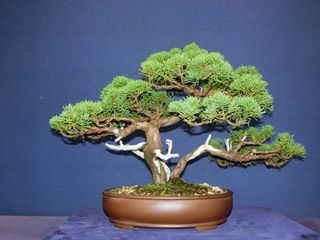 (Category: ) located in . Submitted by pan_bonsai (Listing ID 1025063226, Image 1). Description: .