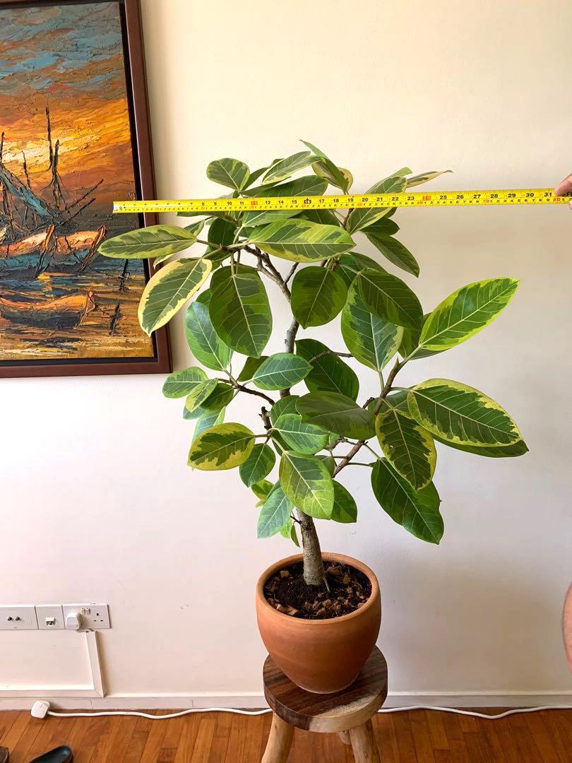 Magnificent Variegated rubber plant ( lemon lime) in rare ...