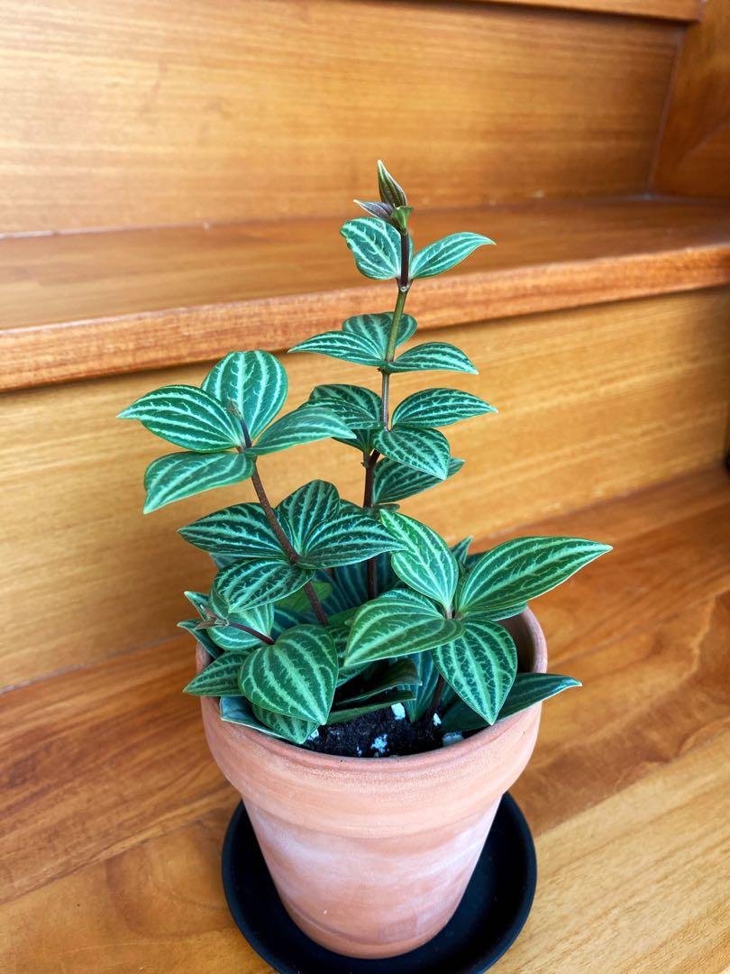Peperomia Puteolata Gardening Plants On Carousell