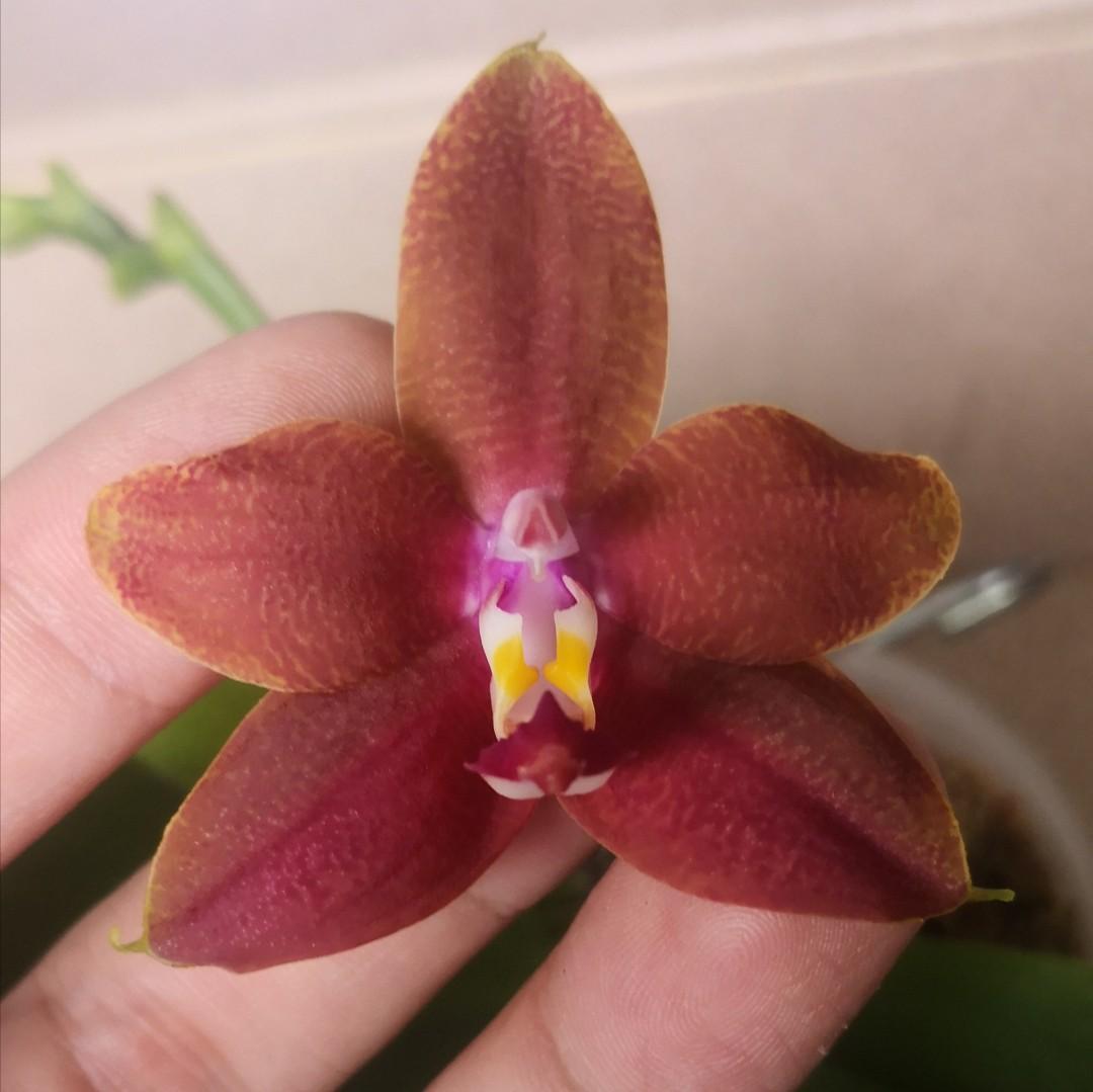 Phal Ld S Bear King 1 Gardening Plants On Carousell