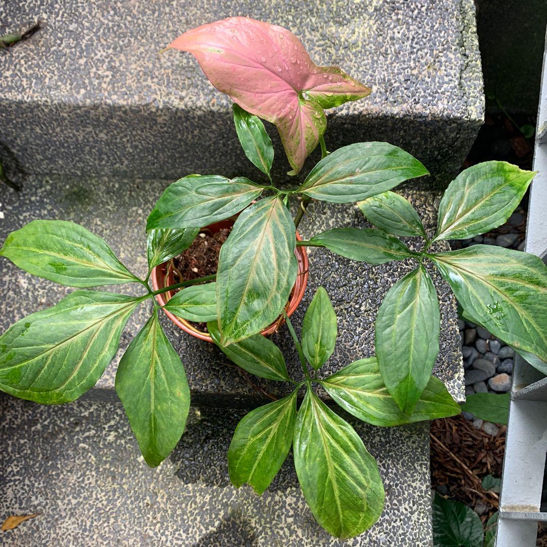 Syngonium Pink Splash Gardening Plants On Carousell Syngonium) — rod mnogoletnih vechnozelyonyh rasteniy semeystva aroidnye (araceae). syngonium pink splash gardening