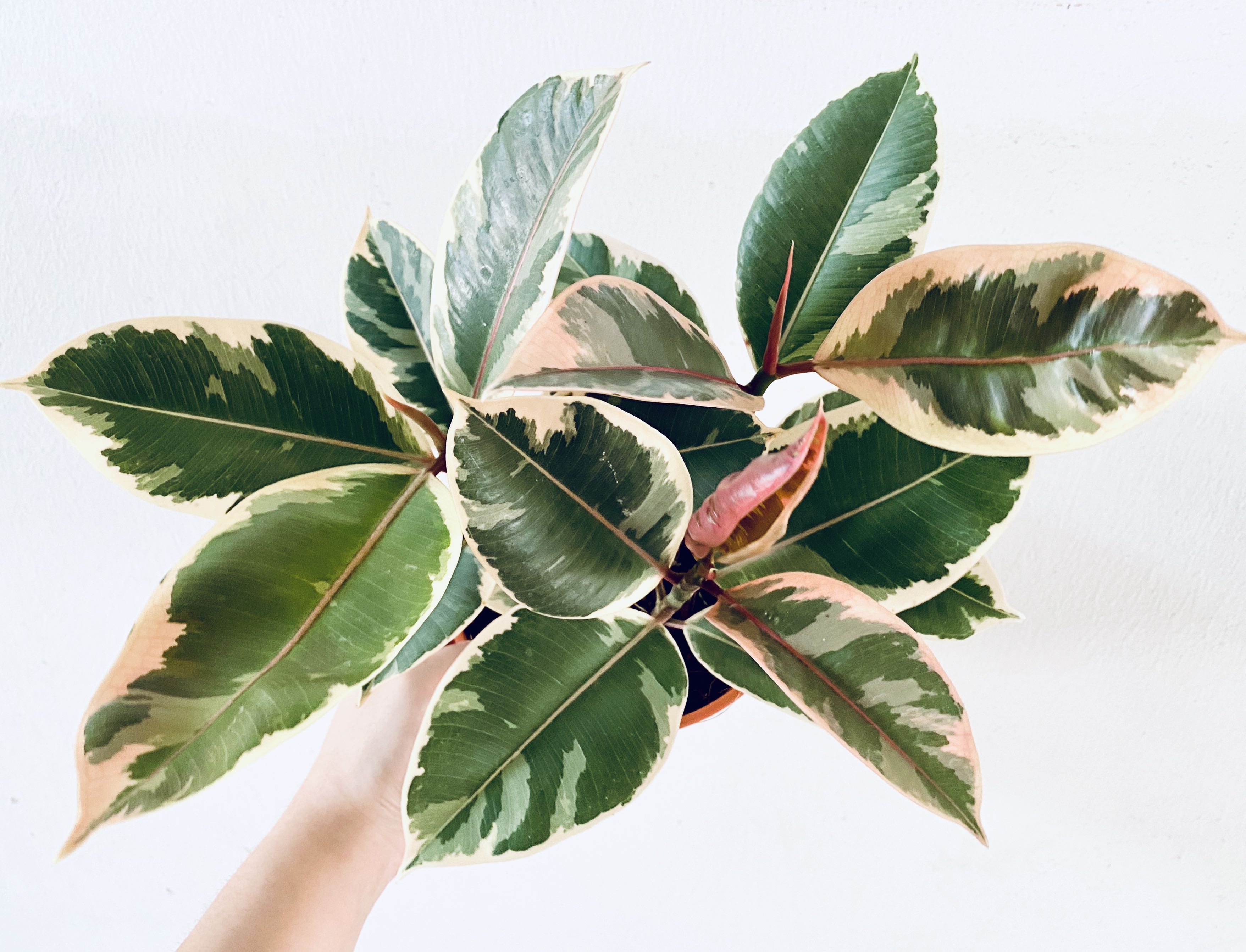 Variegated Ficus Elastica - Rubber Fig, Furniture & Home Living