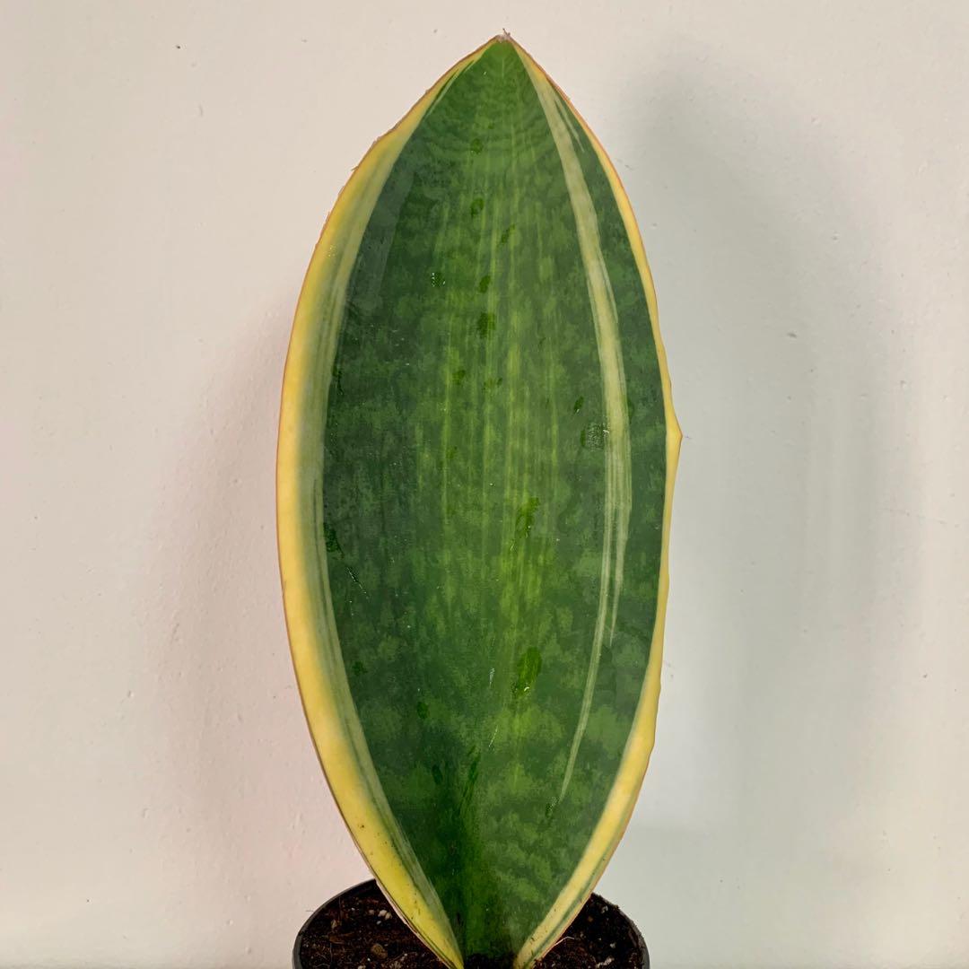 Variegated Whale Fin Sansevieria (Contactless delivery at ...